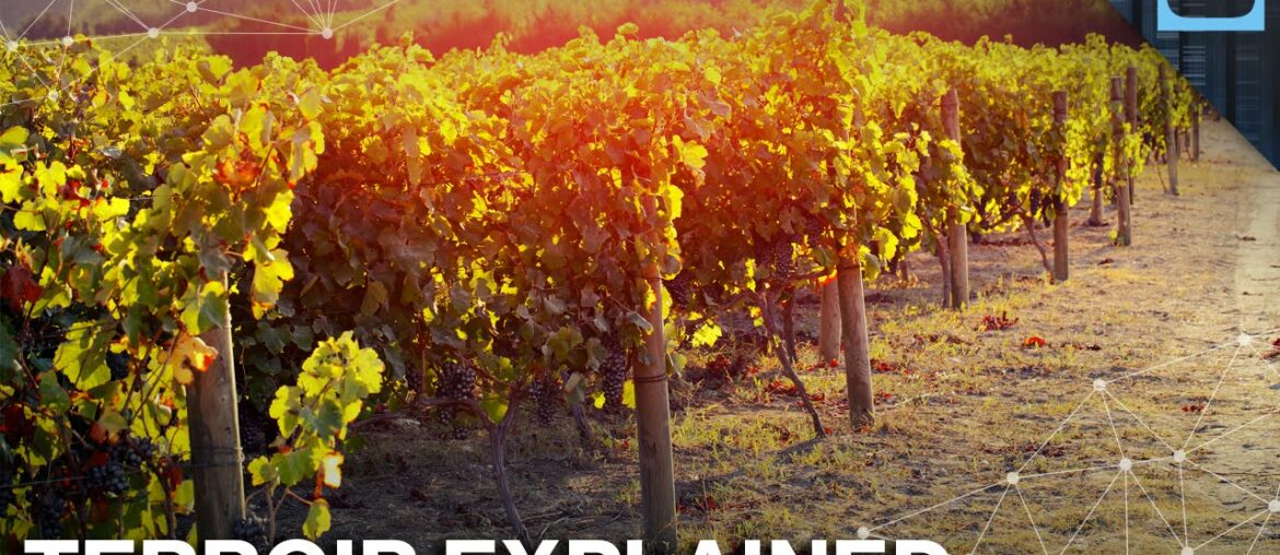 Where Are The Best Places To Grow Wine? Where Are The Best Places To Grow Wine?