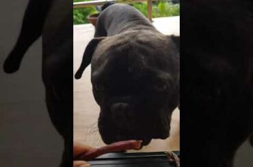 Funny and cute french bulldog while eating😂🤣