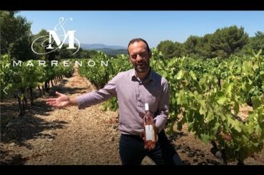 In the Vineyards of Petula, Iconic AOP Luberon rosé wine