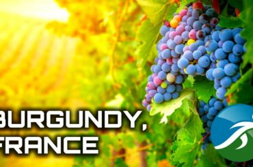 À VOTRE SANTÉ!  An intoxicating virtual run among the vineyards | Treadmill Traveler