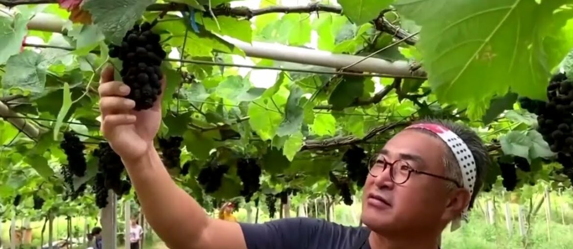 A 'wine revolution' far from Bordeaux