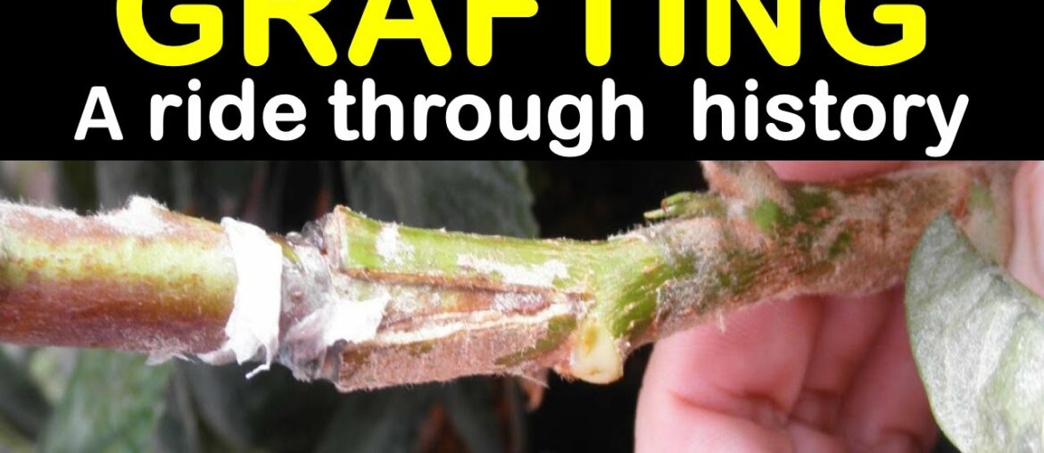 🌳 Fruit tree grafting – Α ride through history | Pomology – TreeGHriZoume 🌲 🌳 Fruit tree grafting - Α ride through history | Pomology - TreeGHriZoume 🌲