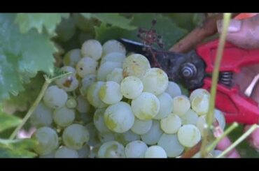 Франция: виноград уже созрел