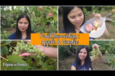 Fruit Harvesting: Apple & Grapes | Buhay sa France 🇫🇷