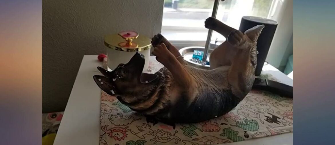 Ebros Canine Pedigree French Bulldog Frenchies Wine Oil Bottle Holder Figurine review Ebros Canine Pedigree French Bulldog Frenchies Wine Oil Bottle Holder Figurine review