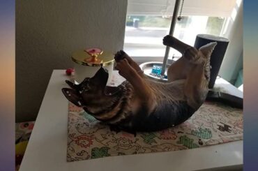 Ebros Canine Pedigree French Bulldog Frenchies Wine Oil Bottle Holder Figurine review