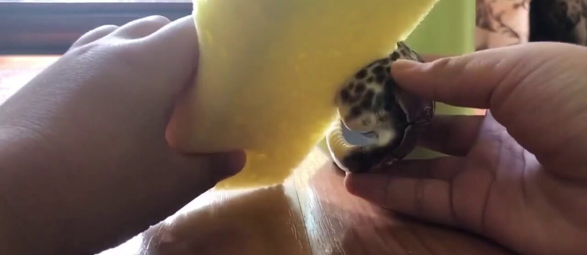 Fancy French Restaurant