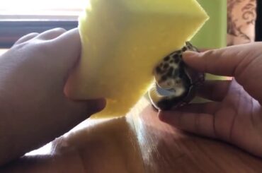 Fancy French Restaurant