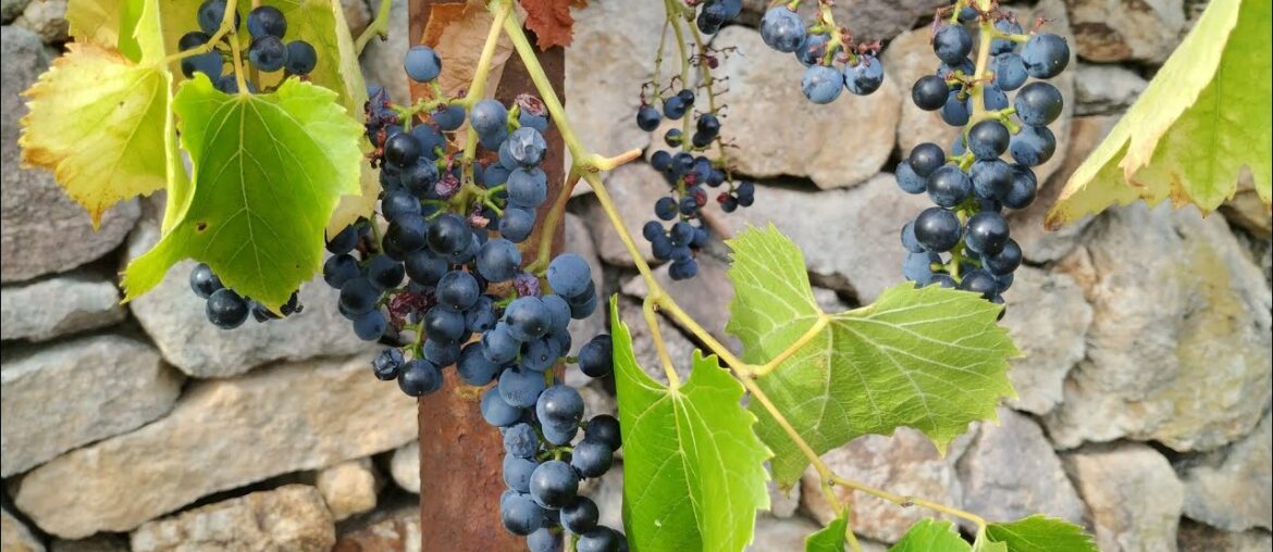 Oberlin / Uhudler - illegal Wine with a Fan Club of Martyrs