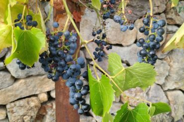 Oberlin / Uhudler - illegal Wine with a Fan Club of Martyrs