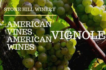 American Vines | American Wines: Vignoles in the Vineyard
