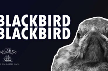 Why Merlot? Ep. 6, Le Grand Voyage