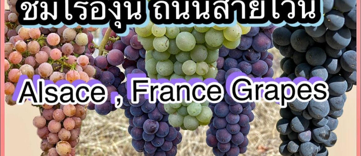 ชมไร่องุ่น ฝรั่งเศส | Alsace, France grapes
