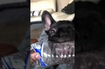 The cutest feistiest French bull dog 2020