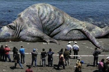 Top 20 Biggest Animal In The World You Wont Believe Exist In 2020