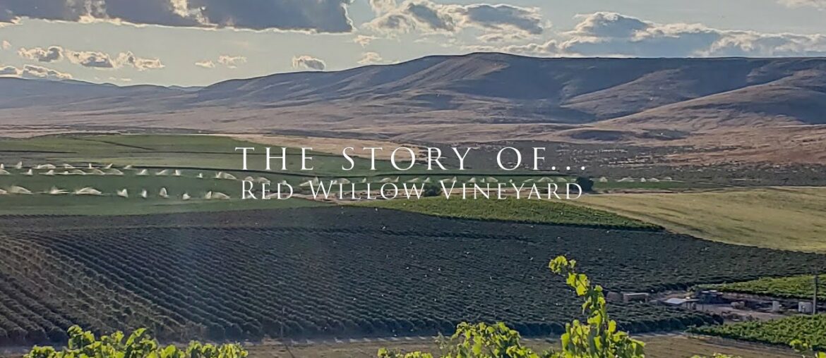the story of Red Willow Vineyard the story of Red Willow Vineyard