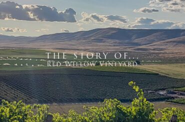 the story of Red Willow Vineyard