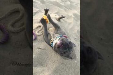French Bulldog buried in the sand COMPILATION | Dog eating with paws
