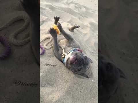 French Bulldog buried in the sand COMPILATION | Dog eating with paws French Bulldog buried in the sand COMPILATION | Dog eating with paws
