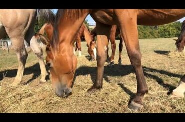 French police puzzled by spate of horse mutilations across the country