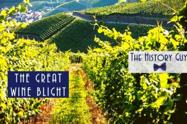 The Great Wine Blight