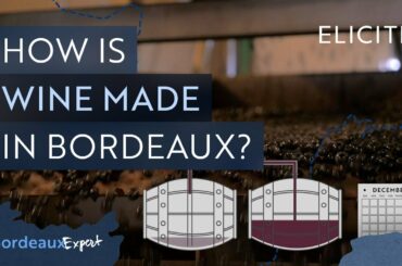 Red Winemaking in Bordeaux Explained