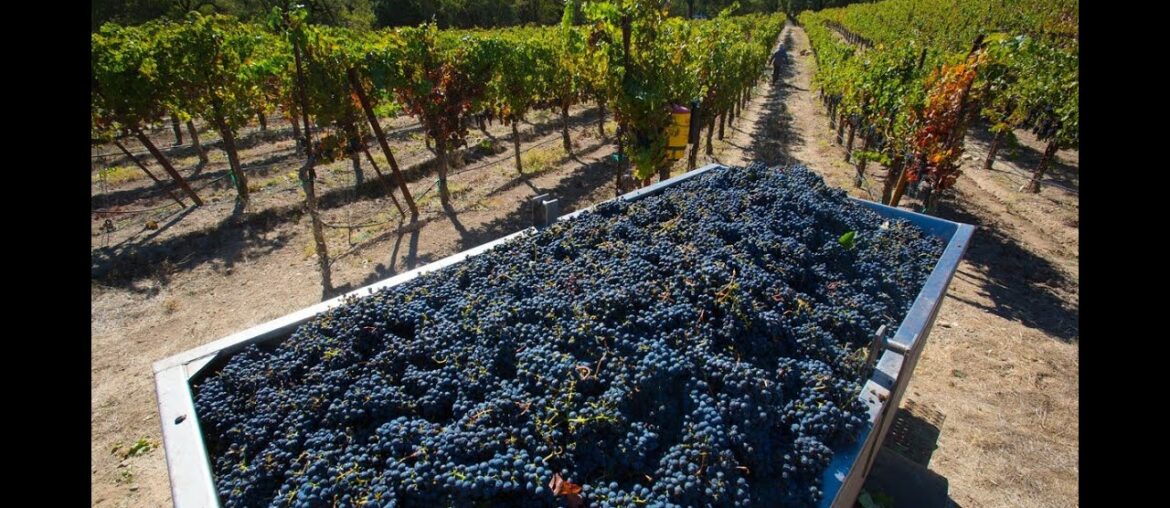 How Climate Change Is Altering Your Favourite Glass Of Wine