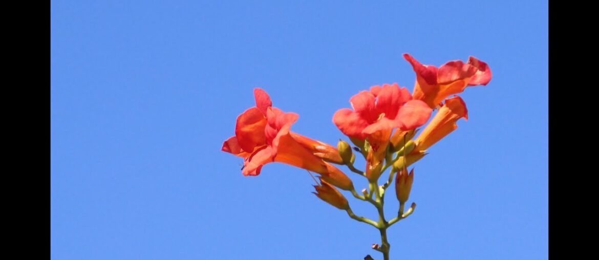 Live the good life in France. House for Sale near Verteillac 24320 SW France.