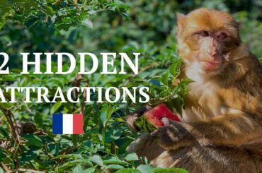 Hidden attractions in France : The Montagne des Singes & The Volerie des Aigles