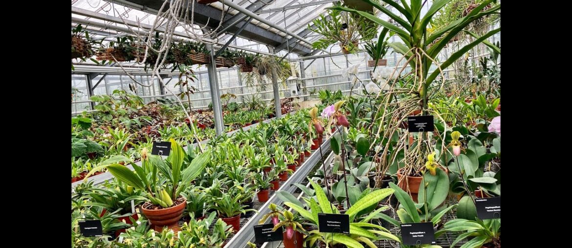 A visit to the Luxembourg gardens greenhouses (September 2020) A visit to the Luxembourg gardens greenhouses (September 2020)