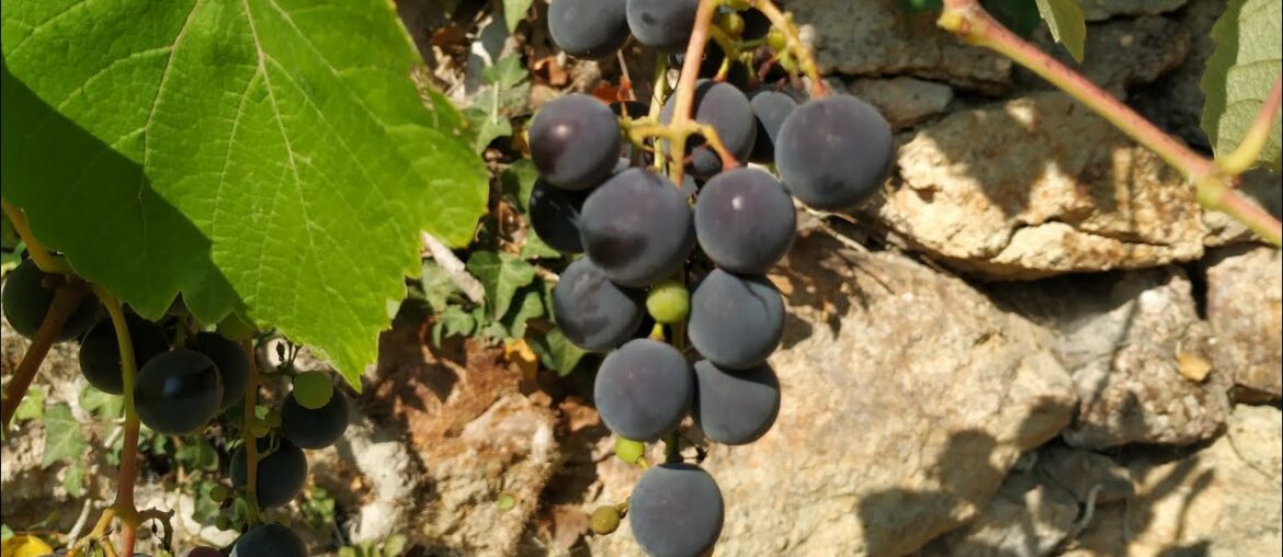 Amerikanerreben - Hitler's and Europe's War against American Grapes