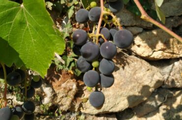 Amerikanerreben - Hitler's and Europe's War against American Grapes