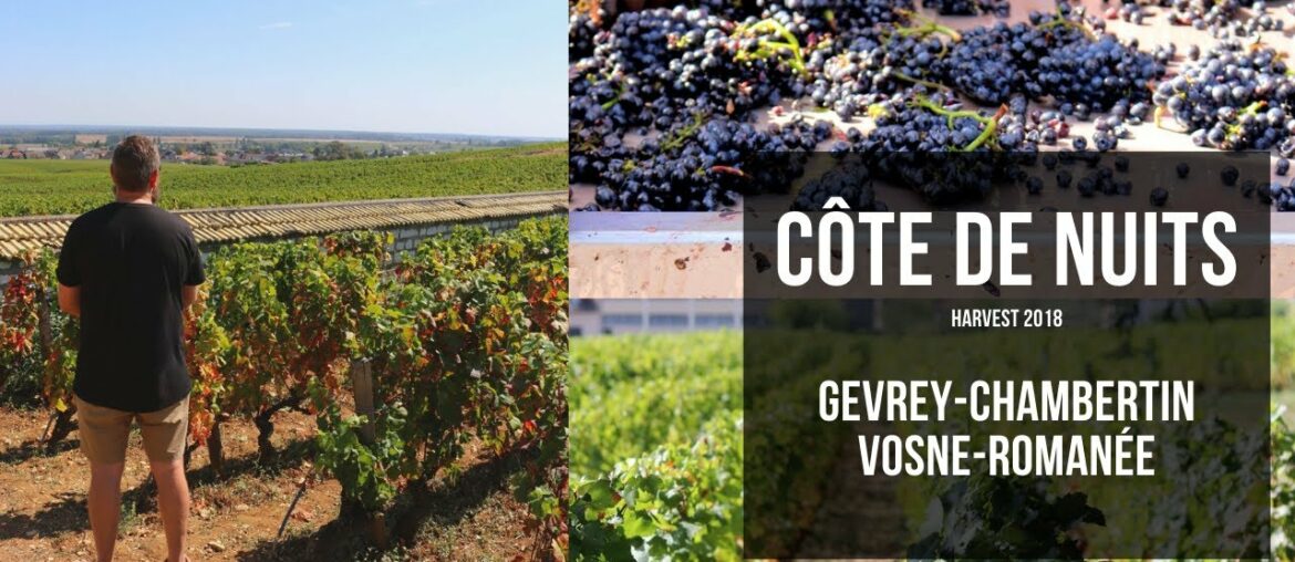 Wine Harvest in Côte de Nuits – explore Gevrey-Chambertin and Vosne-Romanée Wine Harvest in Côte de Nuits - explore Gevrey-Chambertin and Vosne-Romanée