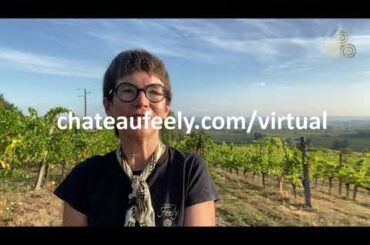 Caro Feely's Virtual Tour of Saint-Emilion