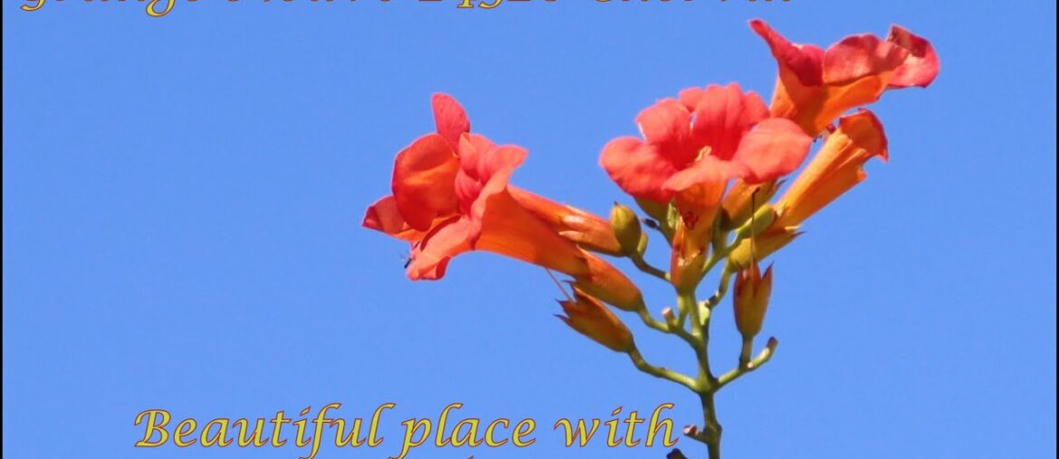 Live the good life in France. 5 bed house for sale suitable for B&B with self contained apartment. Live the good life in France. 5 bed house for sale suitable for B&B with self contained apartment.