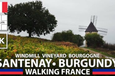 Bourgogne Santenay - VINEYARD windmill Lacomme 1er cru 🇫🇷【4K】Walking FRANCE [BURGUNDY]