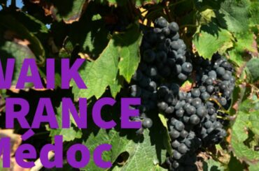 🇫🇷WALK IN Médoc FRANCE【メドック村】the south of France