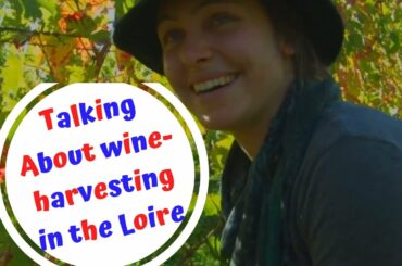 Speak French fluently - talking about wine-harvesting
