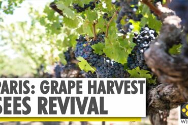 Paris: Vineyards in Ile-de-France witness revival | WION News