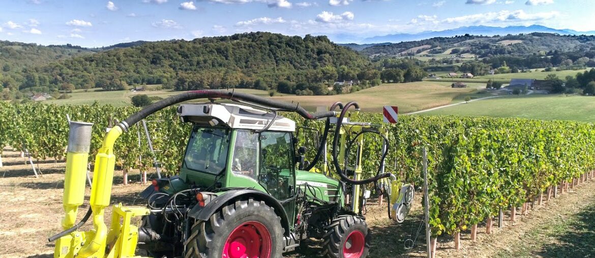 Effeuillage et Vendange à la main au domaine Cauhapé ! Béarn | Jurançon Effeuillage et Vendange à la main au domaine Cauhapé ! Béarn | Jurançon