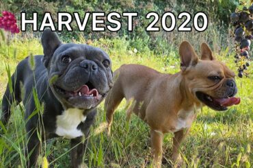 Dogs enjoying Wine Harvest