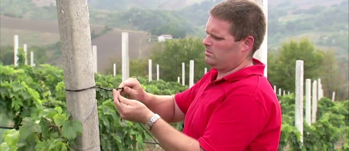 Bayco® - High-performance monofilament for Vineyards and Orchards (French Subtitle)