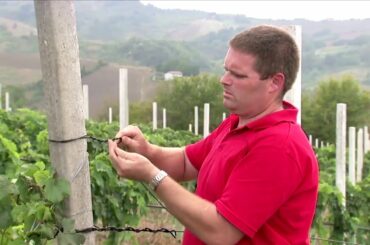 Bayco® - High-performance monofilament for Vineyards and Orchards (French Subtitle)
