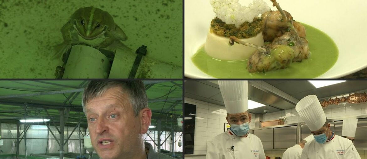 Frog breeder jumping at chance to provide France's top eateries | AFP