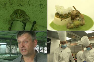 Frog breeder jumping at chance to provide France's top eateries | AFP