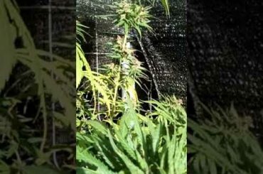 Internment Camps for Canada. France Speaking Arabic & Spanish Judge Overturns lockdown 'Rules'