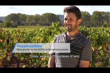 Wine grapes France: facing climate change  | Netafim