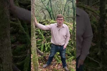 Wine Advocate reviewer William Kelley Looks at The legacy of Phylloxera