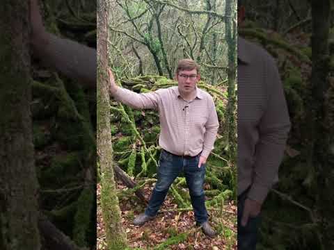 Wine Advocate reviewer William Kelley Looks at The legacy of Phylloxera Wine Advocate reviewer William Kelley Looks at The legacy of Phylloxera