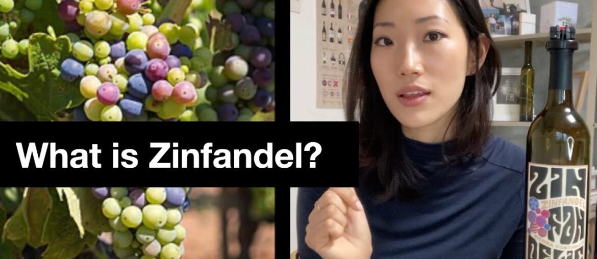 What Is Zinfandel? 진판델 품종 알아가기!